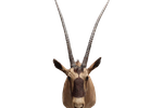 Oryx (Gemsbok) Max