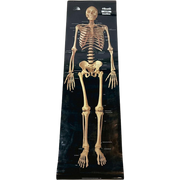 Geplastificeerde Poster Van Menselijk Skelet 157 Cm, 1980’S