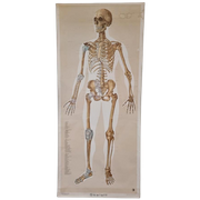 Vintage Schoolkaart Skelet Duits