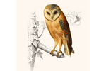 Owl/Uil Vintage Hoogwaardige Poster