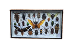 Insekten / Kevers - Vitrine Lijst