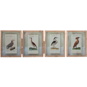Antieke Vogelprenten Ingelijst