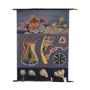 Steinkorallen Ofwel Steenkoraal 60026