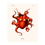 Octopus Levis Hoyle