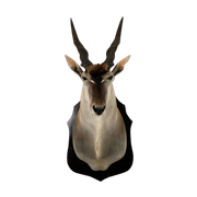 Eland Antilope Taxidermie Opgezet Groot