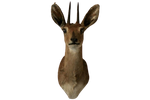 Steenbok Antilope