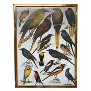 Prachtig Vintage Vogel Print Met Lijst ~ Kerst