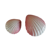 Set Dekselschaaltjes In De Vorm Van Een Schelp