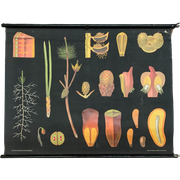 Jung Koch Quentell Schoolplaat Antiek Zwart Natuur Bloemen
