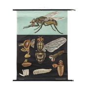 Jung Koch Quentell ‘Stubenfliege’ 59905