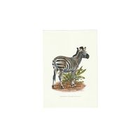 Vintage Print Chapman Zebra