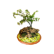 Bonsai Kralenboom