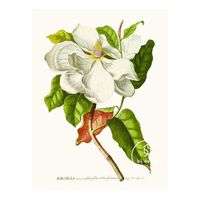 Magnolia Prent