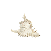 Schelp: Murex Ramosus