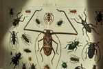 Vintage Brocante Houten Lijst Met Glas, Insecten Afbeelding