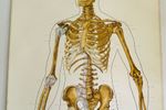 Anatomische Schoolkaart Skelet. Geraamte Schoolkaart. Anatomie.