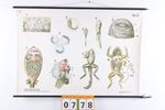 Biologische Wand Schoolkaart W.Gummert Kikker Vintage 60S