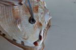 Vintage Schelp Lamp