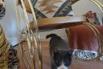 Jaren ’70 Thonet-Stijl Schommelstoel Met Metalen Frame