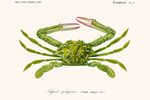 Vintage Schoolplaat Groene Krab / Green Crab