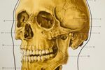 Anatomische Schoolkaart Skelet. Geraamte Schoolkaart. Anatomie.