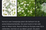 Villeroy & Boch Botanica Tegel “Carum Carvi”