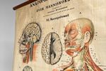 Anatomische Schoolkaart: Het Zenuwstelsel, Zweden, Jaren '50-'60