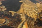 Unieke Grote Antieke Aziatische Salontafel Met Een Ingelegd Blad, Roofvogel