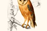 Owl/Uil Vintage Hoogwaardige Poster
