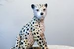 Cheetah Beeld