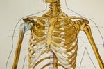 Anatomische Schoolkaart Skelet. Geraamte Schoolkaart. Anatomie.