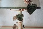 Origineel Designer Herda Lamp Glas Mushroom Model Met Klimop