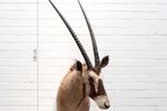 Oryx (Gemsbok) Tobias