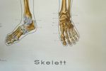 Anatomische Schoolkaart Skelet. Geraamte Schoolkaart. Anatomie.